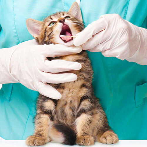 کلینیک دام پزشکی پارسه