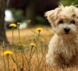 کلینیک دامپزشکی آبادیس