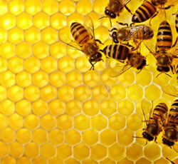 محصولات زنبورستان نیش نوش