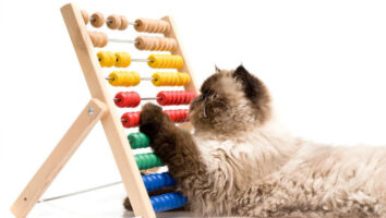 آیا حیوانات نیز مانند انسان ها قدرت شمارش اشیاء اطرافشان را دارند؟