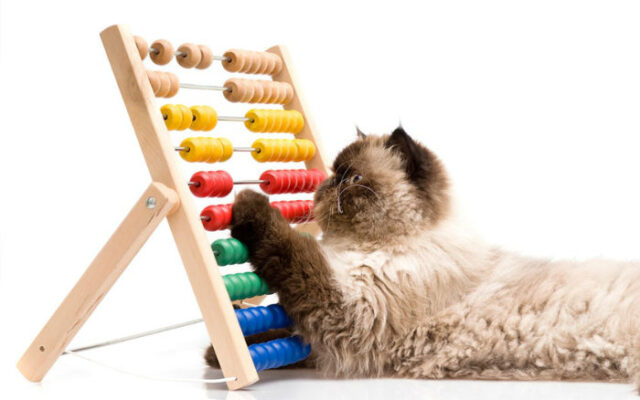 آیا حیوانات نیز مانند انسان ها قدرت شمارش اشیاء اطرافشان را دارند؟