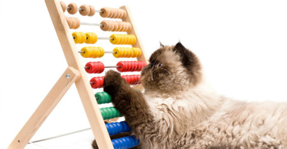 آیا حیوانات نیز مانند انسان ها قدرت شمارش اشیاء اطرافشان را دارند؟