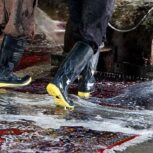 قالیشویی کویر