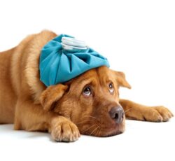 داروخانه دامپزشکی اعتماد