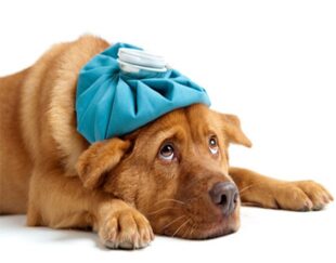 داروخانه دامپزشکی اعتماد