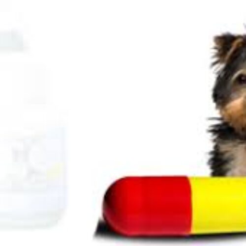 داروخانه دامپزشکی اعتماد