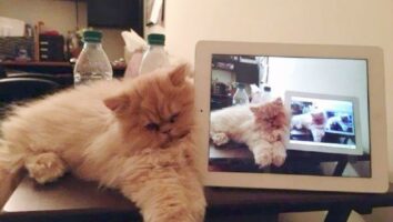 سایه تکنولوژی بر زندگی حیوانات؛ اندر احوالات گربه‌های امروزی