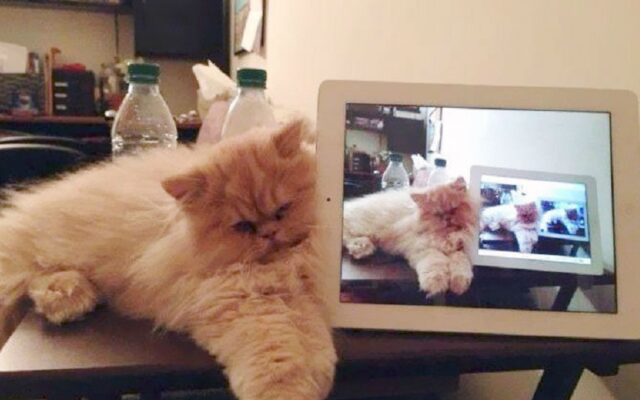 سایه تکنولوژی بر زندگی حیوانات؛ اندر احوالات گربه‌های امروزی