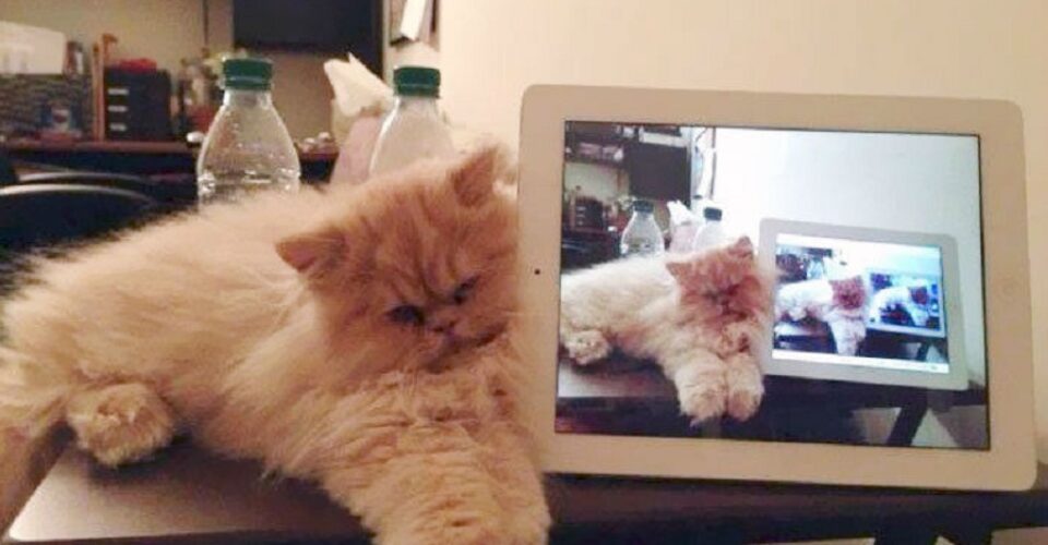 سایه تکنولوژی بر زندگی حیوانات؛ اندر احوالات گربه‌های امروزی