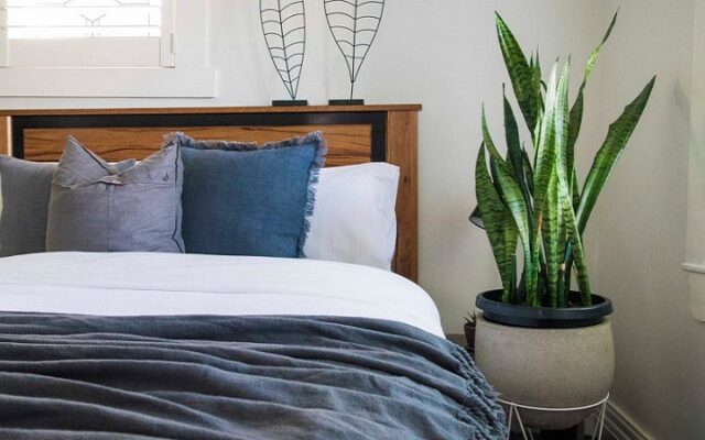 ۱۵ گیاه آپارتمانی معجزه گر که خواب شبانه را بهبود می‎بخشند