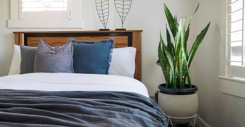 ۱۵ گیاه آپارتمانی معجزه گر که خواب شبانه را بهبود می‎بخشند