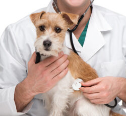 كلينيك دامپزشكي آريو