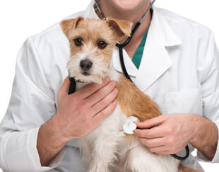 كلينيك دامپزشكي آريو