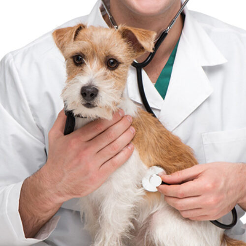 كلينيك دامپزشكي آريو